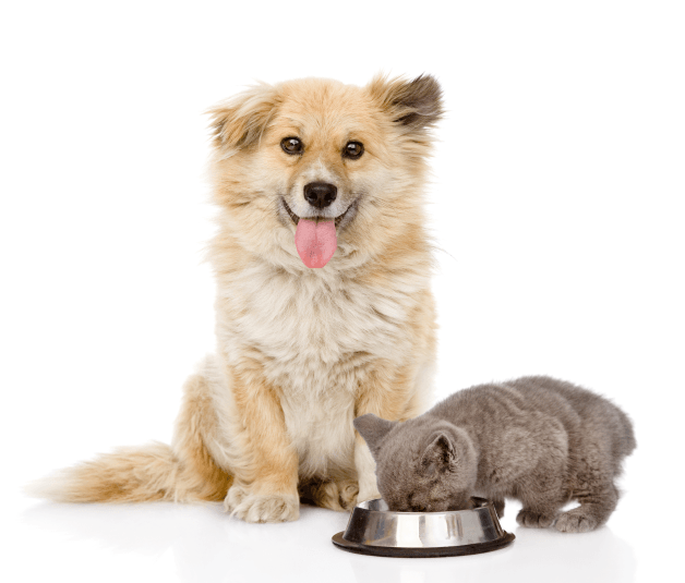imagem de cachorro bege e gato comendo