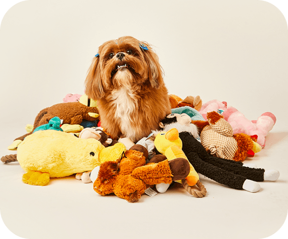Imagem de cachorro com brinquedos
