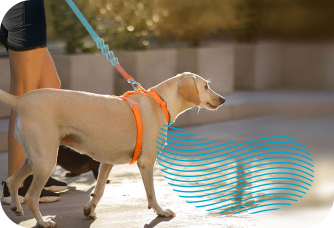 Dog Walker