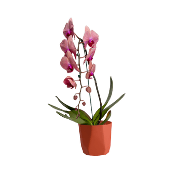 Cachepô Diamante West Garden Terracota Com Flores