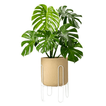Suporte para Vasos Urban Branco com Planta Baixa