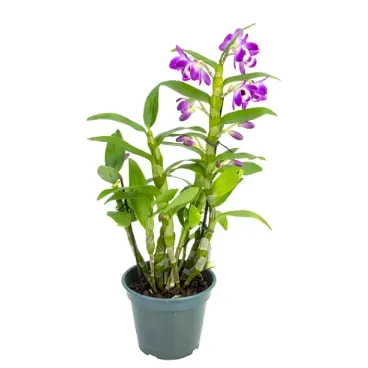 7896553608489-ORQUIDEA-DENDROBIUM-NOBILY-Pote-15.webp