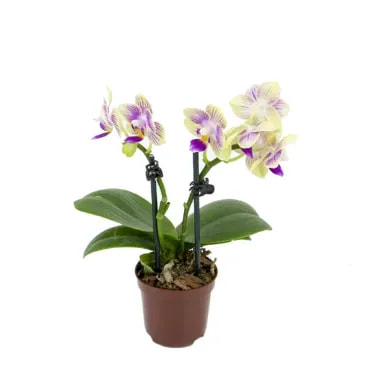 7890291306997-ORQUIDEA-PHALAENOPSIS-MINI-2-HASTES-Pote-06.webp
