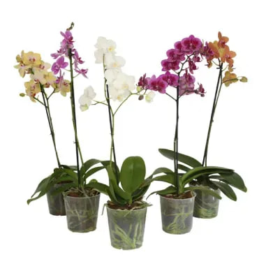 7890291461795-ORQUIDEA-PHALAENOPSIS-MULTIFLORA-Pote-12.webp