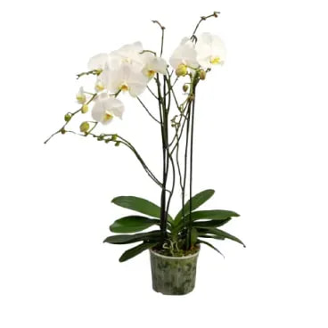 7890291480055-ORQUIDEA-PHALAENOPSIS-MAJORIS-BRANCA-Pote-24--1-.webp