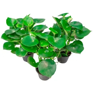 7890291461078-PEPEROMIA-POLYBOTRYA-RAINDROP-Pote-14.webp