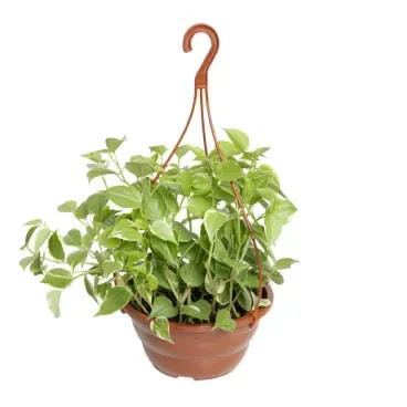 7896553659757-PEPEROMIA-SCANDENS-Cuia-21.webp