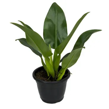 7890291333337-ORQUIDEA-PHILODENDRON-PACOVA-Pote-24.webp