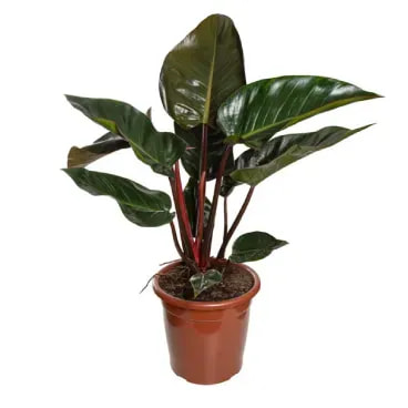 7896553698695-PHILODENDRON-RUBRO-Pote-30.webp