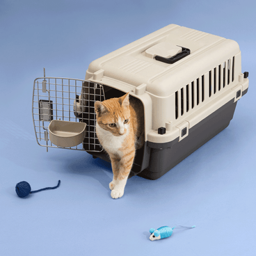 Gato-Malhado-saindo-da-Caixa-de-Transporte-C-Pet