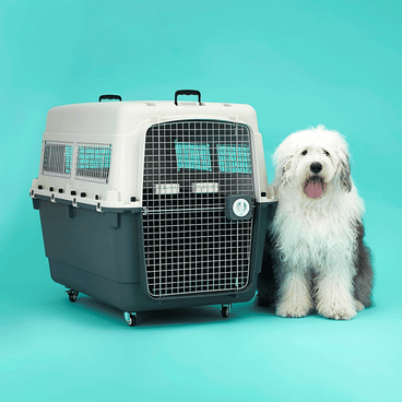 Caixa-de-Transporte-C-Pet-com-Cachorro