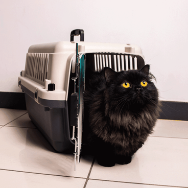 Gato-Preto-dentro-da-Caixa-de-Transporte-C-Pet