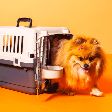 Splitz-Saindo-da-Caixa-de-Transporte-C-Pet