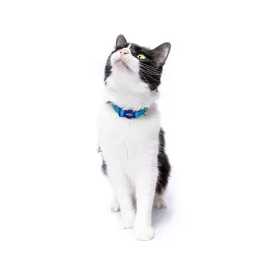 3-Coleira-para-Gatos-Tchucoo-Azul