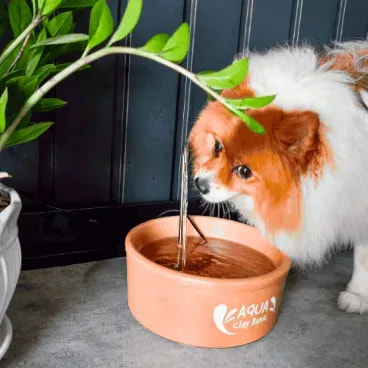 Fonte-de-Ceramica-Aqua-Clay-Basic-Amicus-25L-bivolt-foto-de-detalhe-de-cachorro-bebendo-a-agua-da-fonte