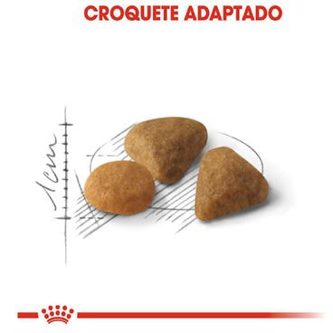 Racao-Royal-Canin-Exigent-para-Gatos-Adultos-com-Paladar-Exigente-graos