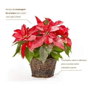 2-Poinsetia-Neve---Flor-de-Natal-Pote-11