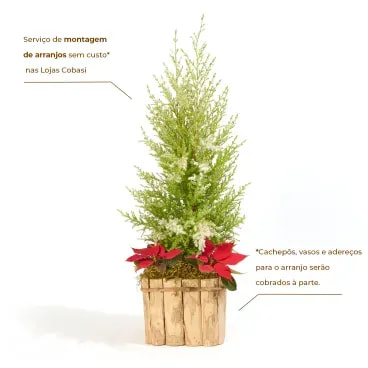 2-Tuia-Holandesa-Neve---Arvore-de-Natal-Pote-9