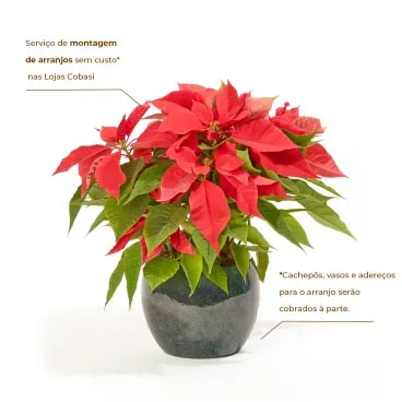 2-Poinsettia-Vermelho---Bico-de-Papagaio---Pote-06
