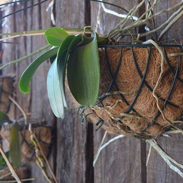 Vaso Meia Lua Coco FG Import Instalado