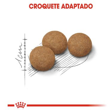 racao-royal-canin-castrados-12--gatos-adultos-graos