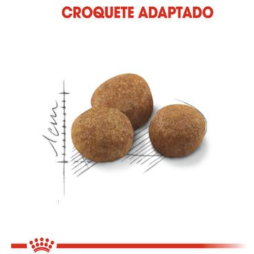 ração royal canin castrados 7+ gatos adultos grãos