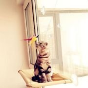 Brinquedo Varinha com Ventosa e Pena Artificial para Gatos - Amarelo