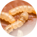 Imagem larvas