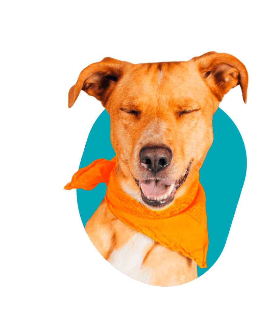 Cachorro da pelagem caramelo sorrindo
