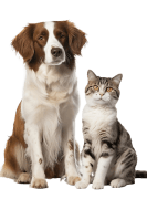 Imagem de cachorro e gato adulto
