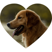Imagem de coração com cachorro caramelo