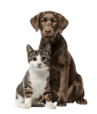 Imagem de cachorro e gato filhote