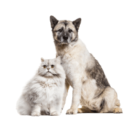 imagem de cachorro e gato idoso