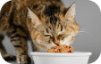 Imagem de gato ingestão alimentar