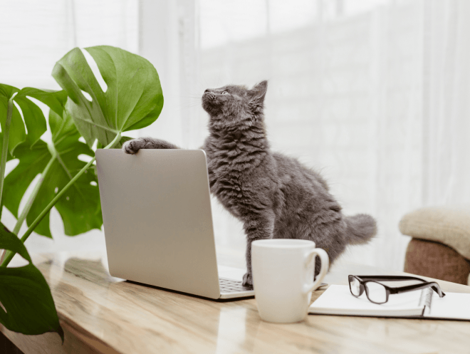 Gato com Notebook